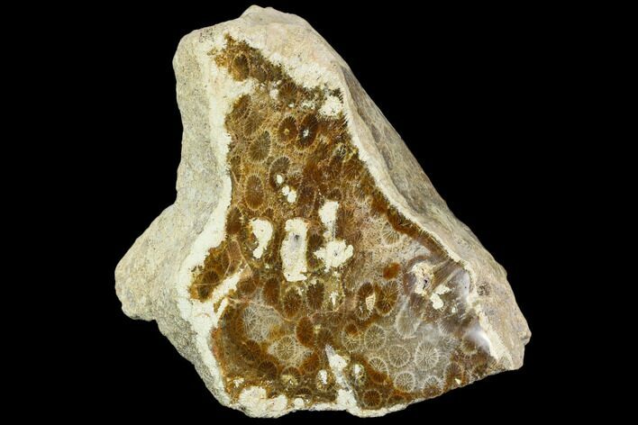 Polished, Fossil Coral Head - Indonesia #109136